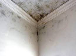 Mold Remediation for Rental Properties in Riviera Beach, FL