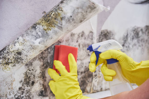 Best Biohazard Mold Removal  in Riviera Beach, FL